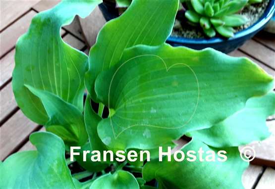 Hosta A Scape Plan